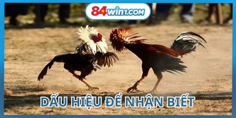 cach-nhan-biet-ke-don-doc-thong-qua-dac-diem-ngoai-hinh