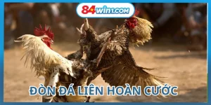 don-da-lien-hoan-cuoc