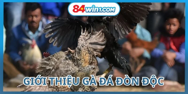 ga-da-don-doc-duoc-nhieu-nguoi-ua-chuong