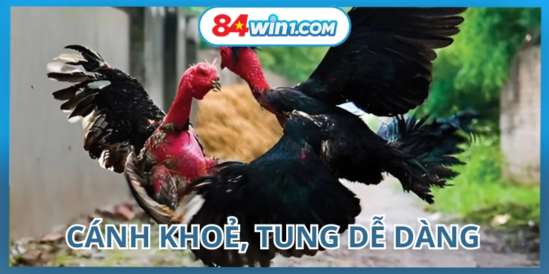 nhin-chung-the-luc-chien-ke-cao-khoe-manh