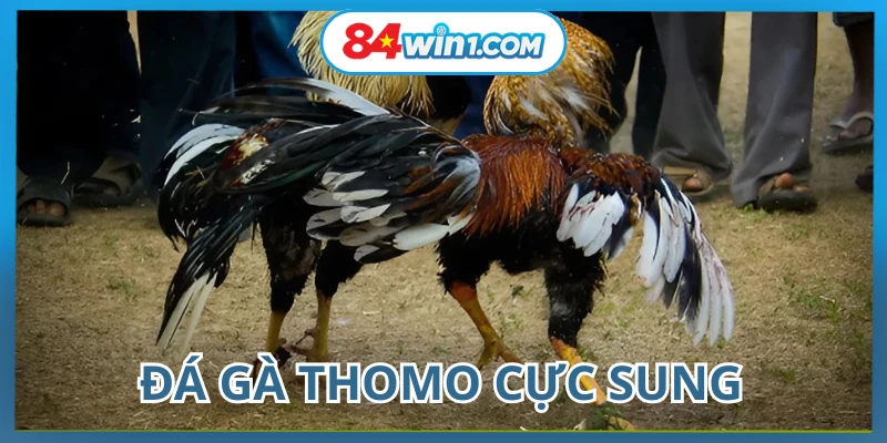 tung-chien-ke-duoc-lua-chon-ky-luong-tai-da-ga-84win